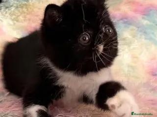 Exótico de Pelo Corto gatos Exótico short hair - Anuncio 1