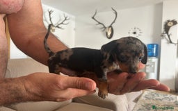 Teckel Miniatura perros en venta: Teckel caniche  - Imagen 3