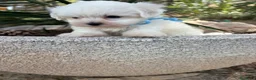 Bichón Maltés perros en venta: Bichon Maltés  - Anuncio 3