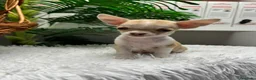 Chihuahua perros en venta: CHIHUAHUA HEMBRA - Anuncio 16