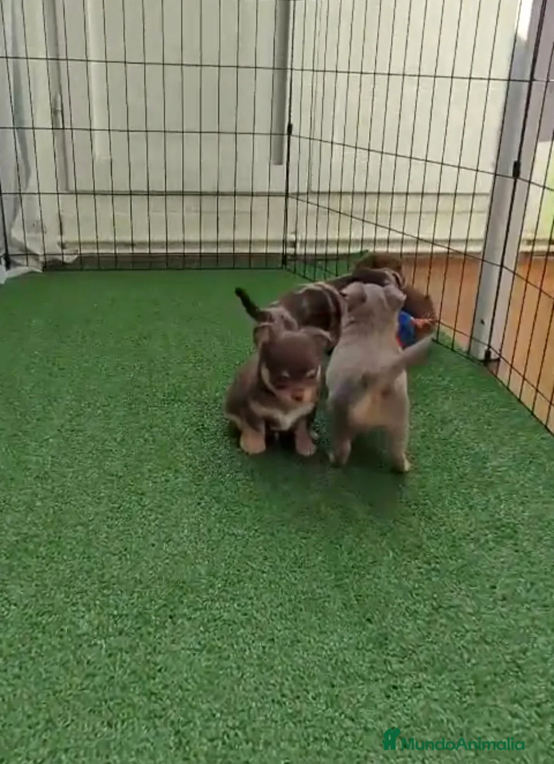 Chihuahua perros en venta: Cachorros de chihuahua - Anuncio 5