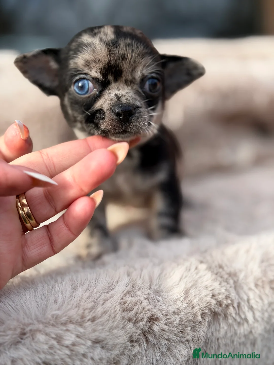 Chihuahua perros en venta: Chihuahua línea rusa  - Anuncio 1