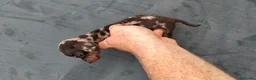 Teckel Miniatura perros en venta: Teckel kaninchen  - Anuncio 3