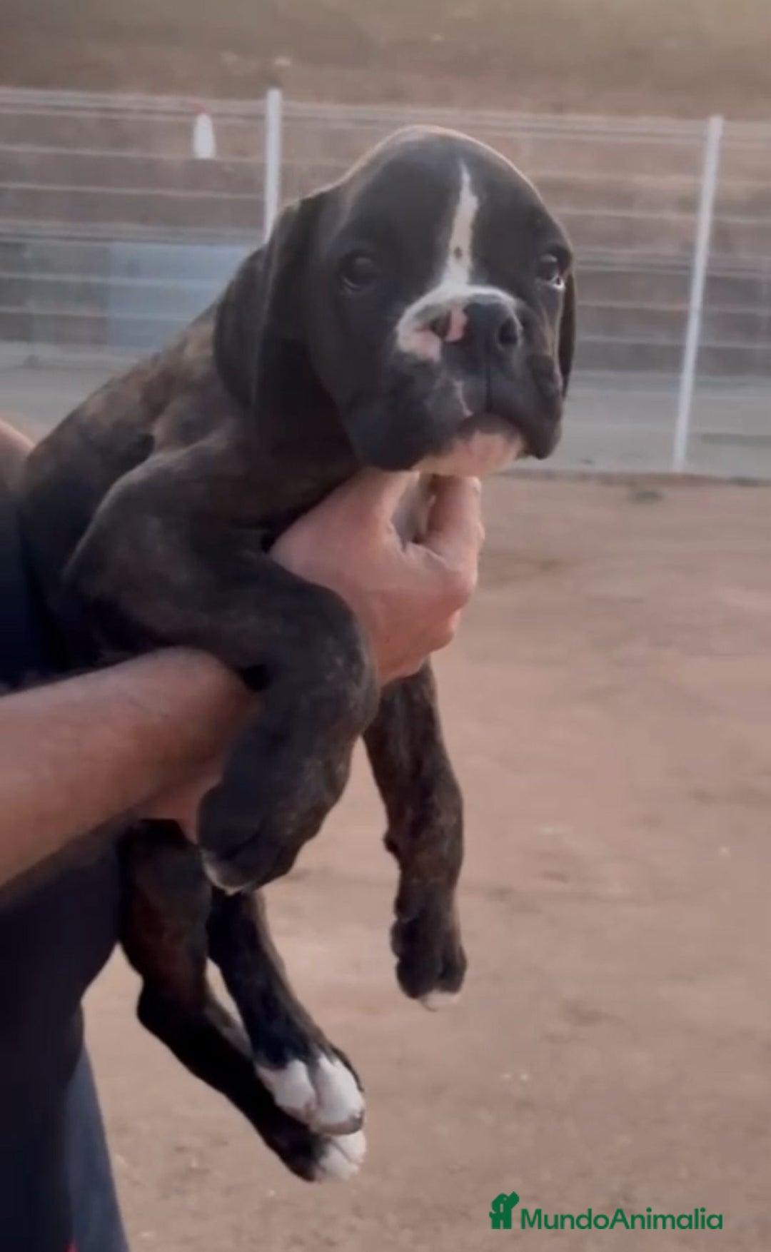 Boxer perros en venta: Boxer - Imagen 3