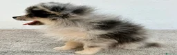 Pomerania perros en venta: Lulu Pomerania tri blue - Anuncio 17