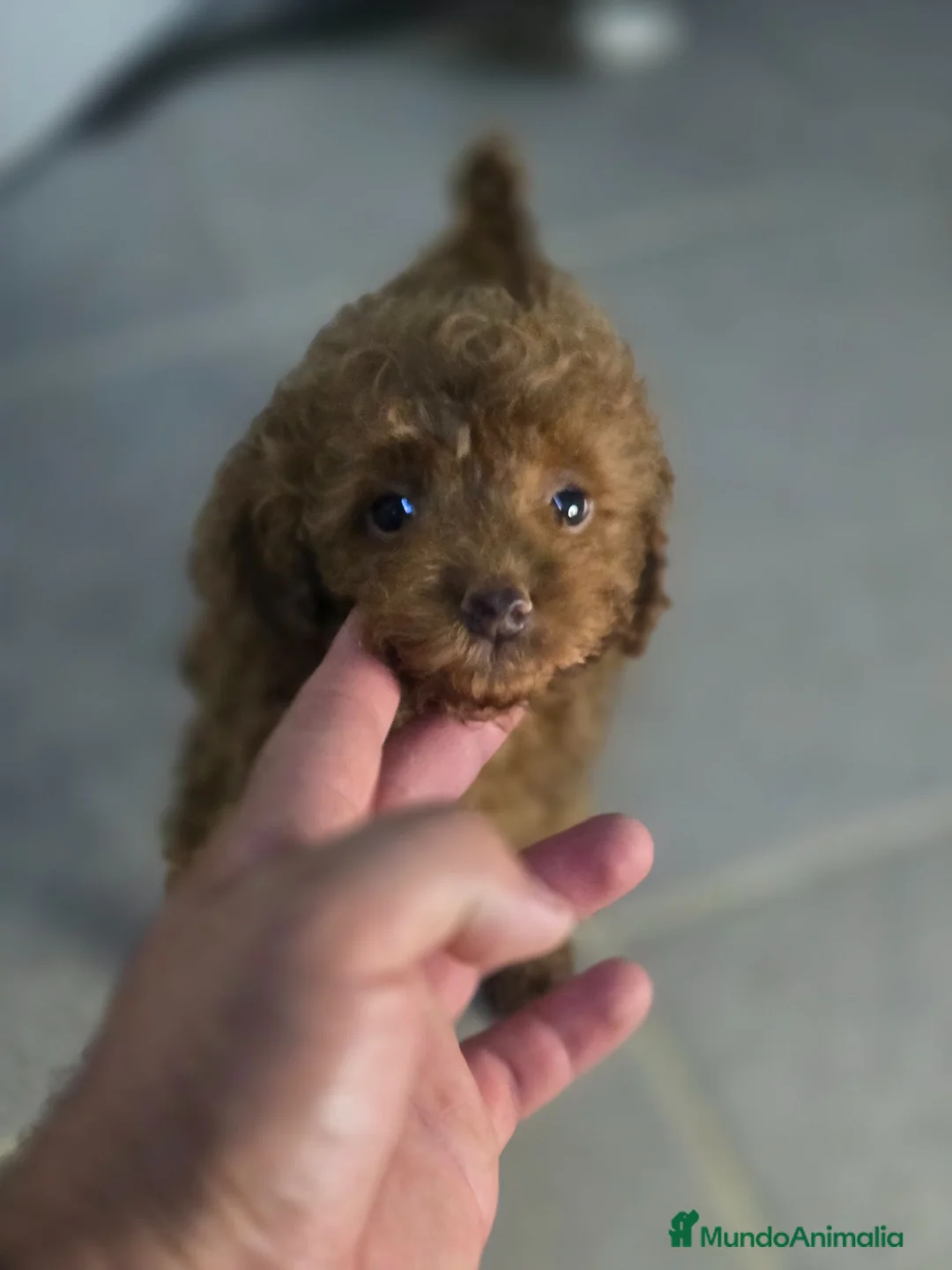 Caniche Toy perros en venta: Caniche Toy Rojo - Anuncio 2