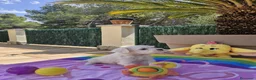 Bichón Maltés perros en venta: Bichón maltés - Anuncio 3
