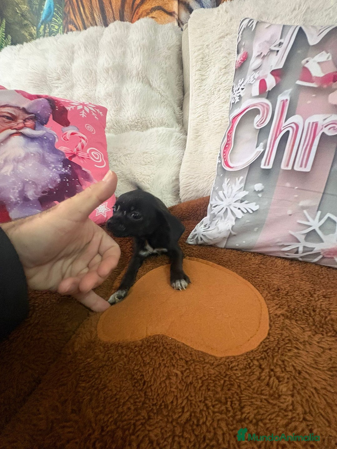 Chihuahua perros en venta: Chihuahua mini toy  - Anuncio 5