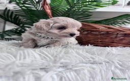 Maltipoo perros en venta: MALTIPOO MACHO - Anuncio 7