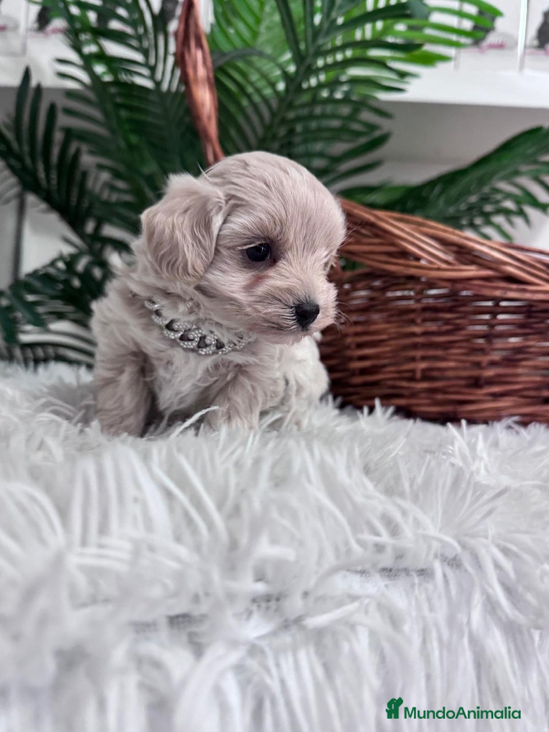 Maltipoo perros en venta: MALTIPOO MACHO - Anuncio 7