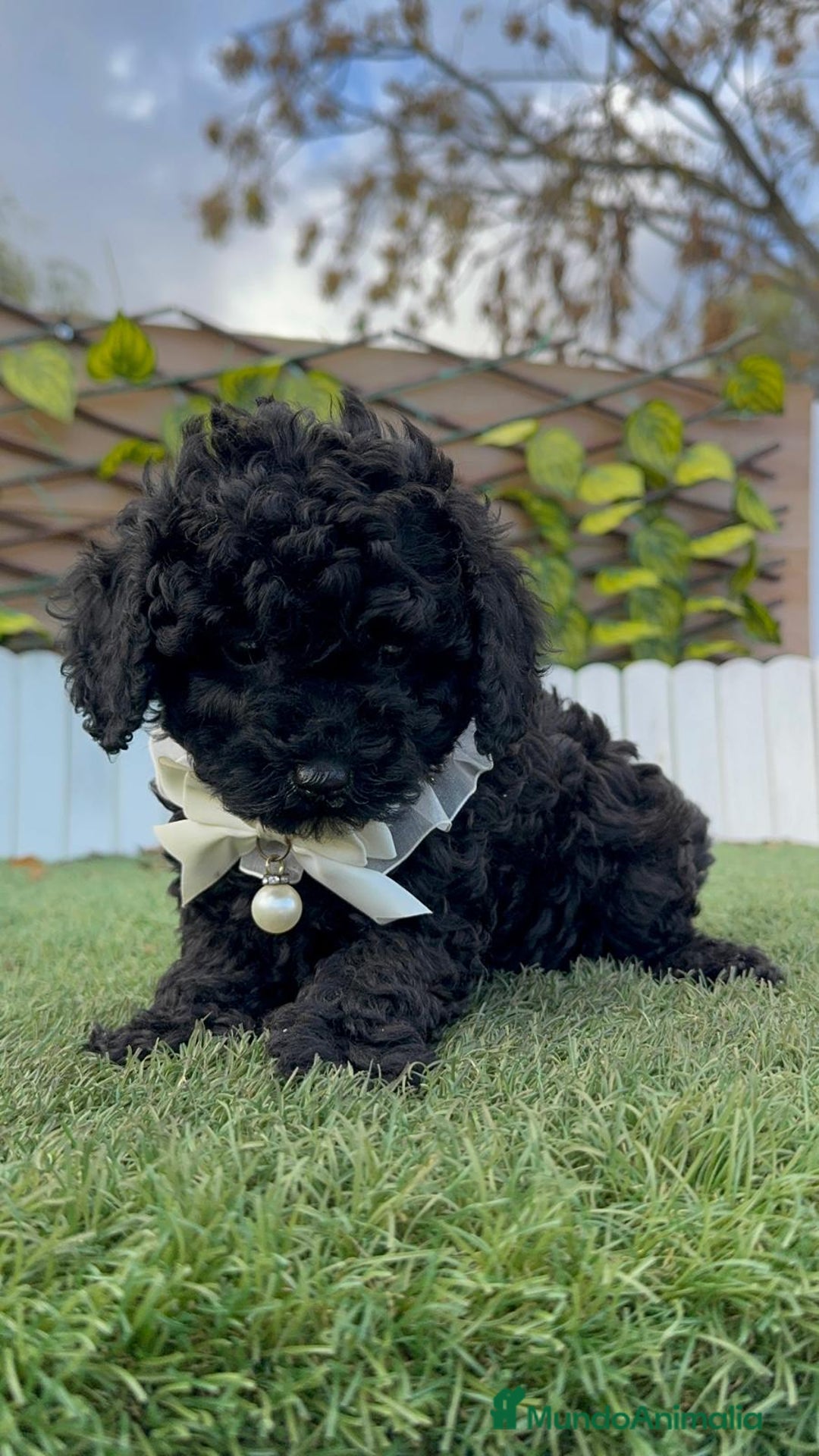 Caniche Toy perros en venta: CANICHE TOY MACHO - Anuncio 17