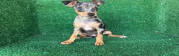 Pinscher Miniatura perros en venta: pinsher miniatura - Anuncio 4