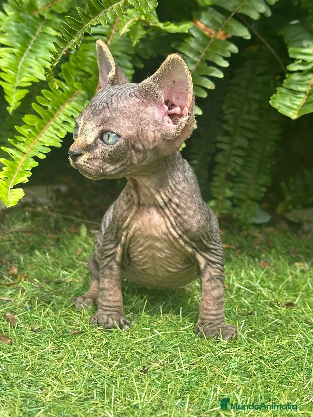 Sphynx gatos en venta: SPHYNX BLUE TABBY en Madrid - Anuncio 4