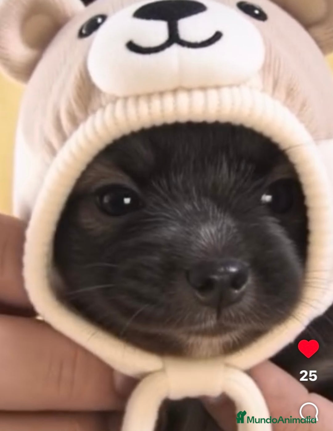 Chihuahua perros en venta: Preciosos chihuahuas toy  - Anuncio 2