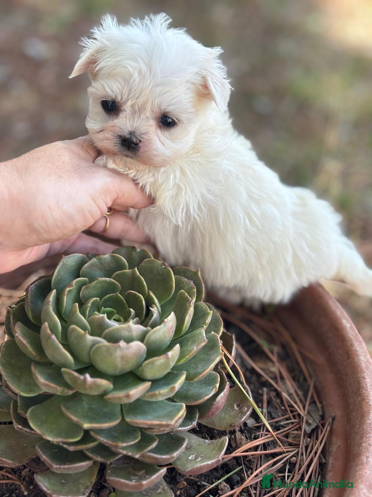 Bichón Maltés perros Bichon maltés líneas coreanas  - Anuncio 4