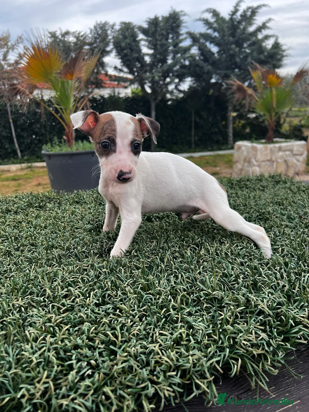 Whippet perros en venta: WHIPPET DE PELICULA //// en Badajoz - Anuncio 7