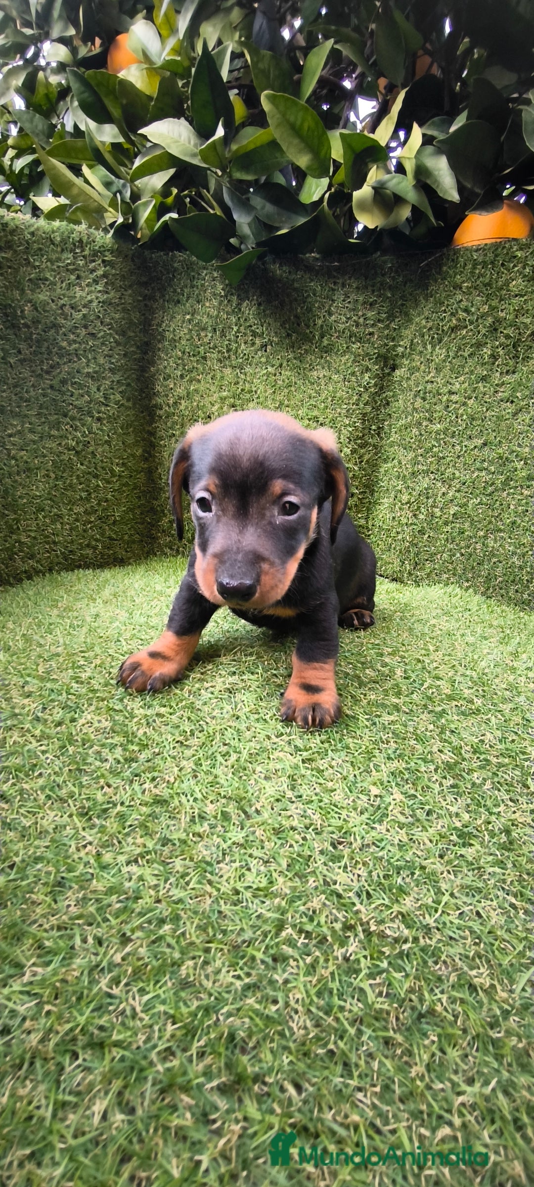 Teckel Miniatura perros en venta: camada de teckel miniatura  - Anuncio 3