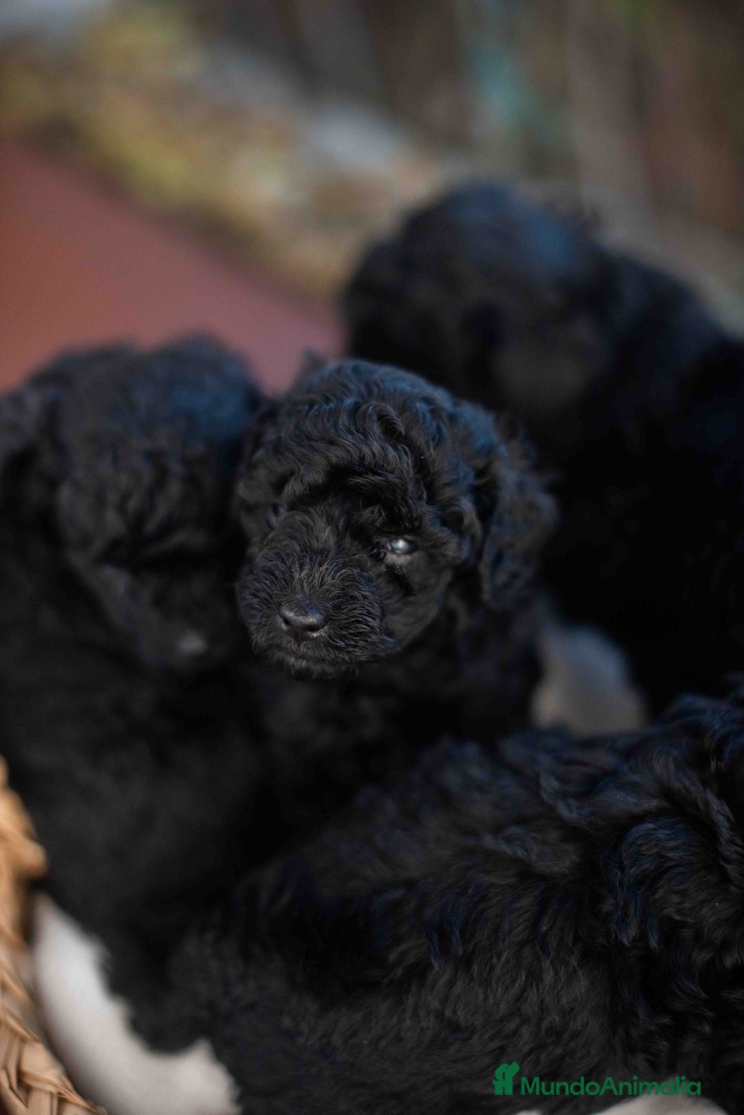 Caniche Toy perros en venta: Caniche toy negros - Anuncio 5