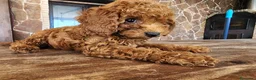 Caniche Toy perros en venta: Caniche toy precio real  - Anuncio 4