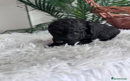 Caniche Toy perros en venta: CANICHE TOY - Anuncio 2