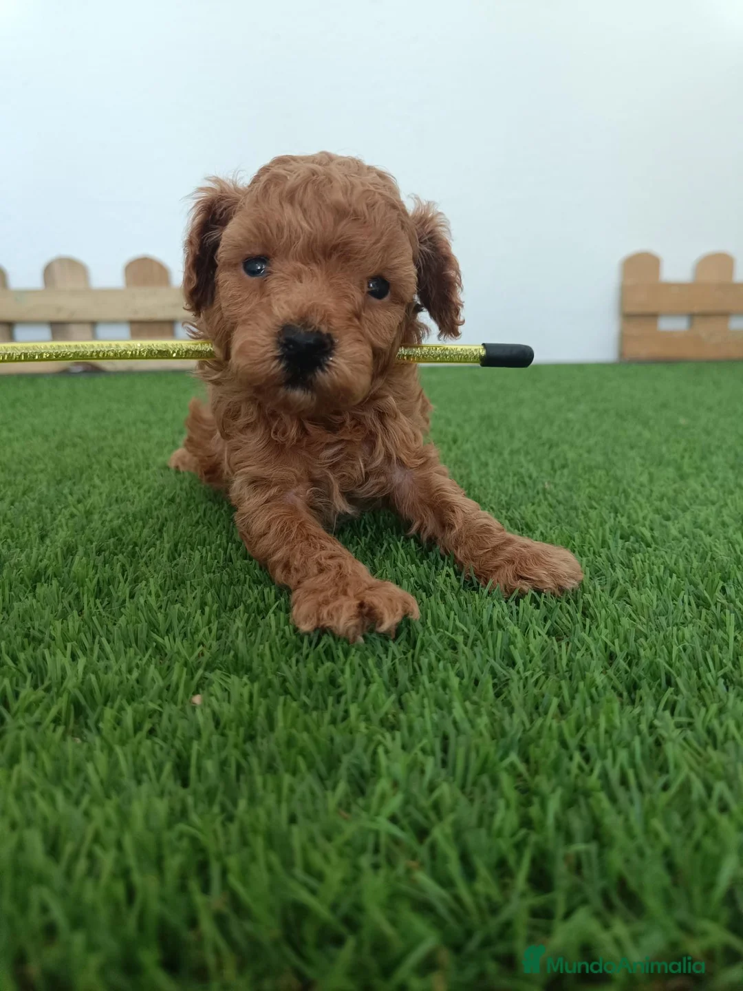 Caniche Toy perros en venta: Caniche hembra toy - Anuncio 2