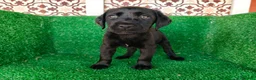 Labrador Retriever perros en venta: labrador retriever - Anuncio 9