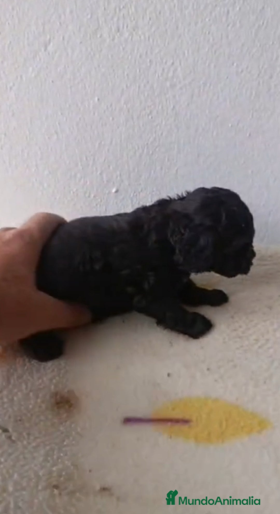 Caniche Toy perros en venta: Caniche toy  - Anuncio 3