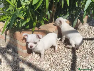 Chihuahua perros chihuahua - Anuncio 1