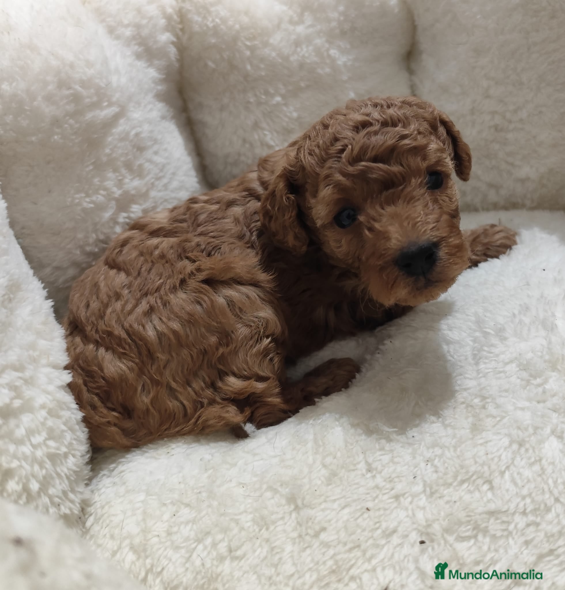 Caniche Toy perros en venta: Caniche Toy - Anuncio 4