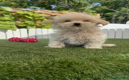 Maltipoo perros en venta: MALTIPOO MINI TOY MUY PEQUEÑITO (2-2´5k adulto) - Imagen 9