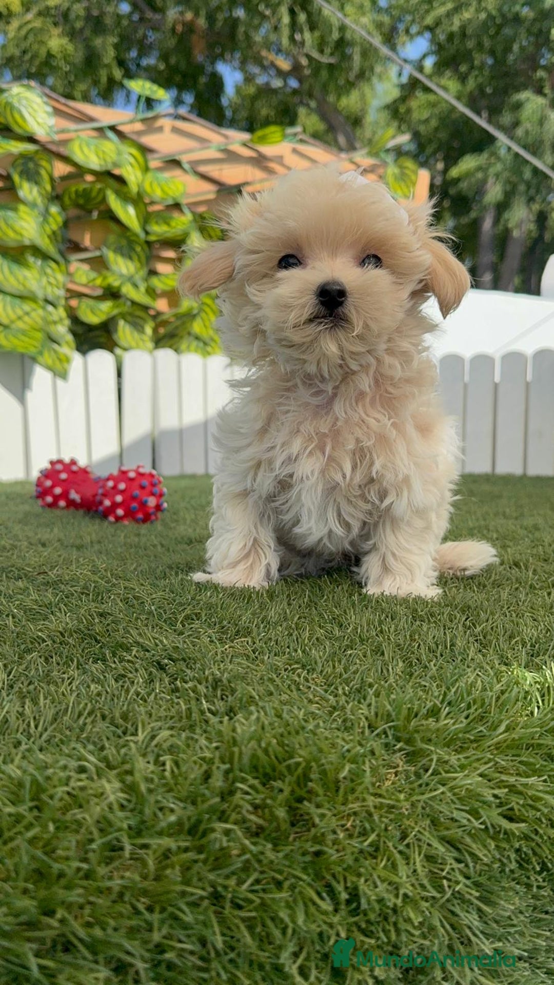 Maltipoo perros en venta: MALTIPOO MINI TOY MUY PEQUEÑITO (2-2´5k adulto) - Imagen 9
