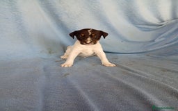 Ratonero Bodeguero Andaluz perros en venta: Bodeguero andaluz  - Imagen 1