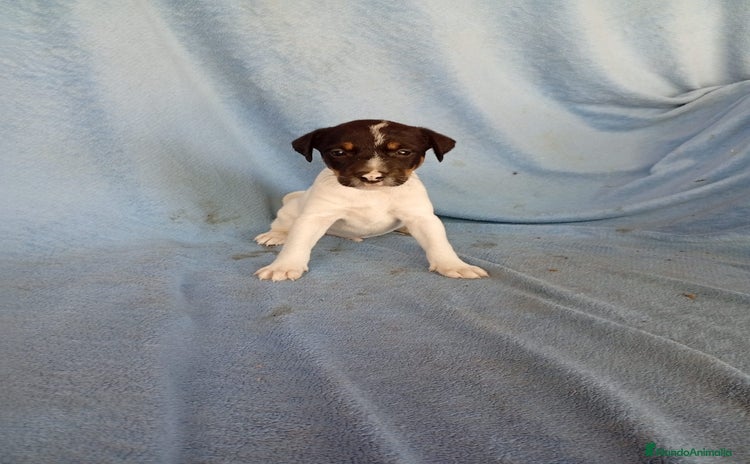 Ratonero Bodeguero Andaluz perros - Anuncio 10