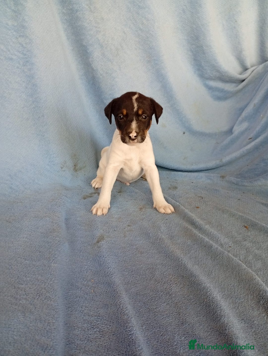 Ratonero Bodeguero Andaluz perros en venta: Bodeguero andaluz  - Imagen 1