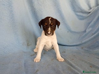 Ratonero Bodeguero Andaluz perros - Anuncio 6