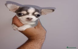 Chihuahua perros en venta: Chihuahua miniatura cabeza manzana  - Imagen 5