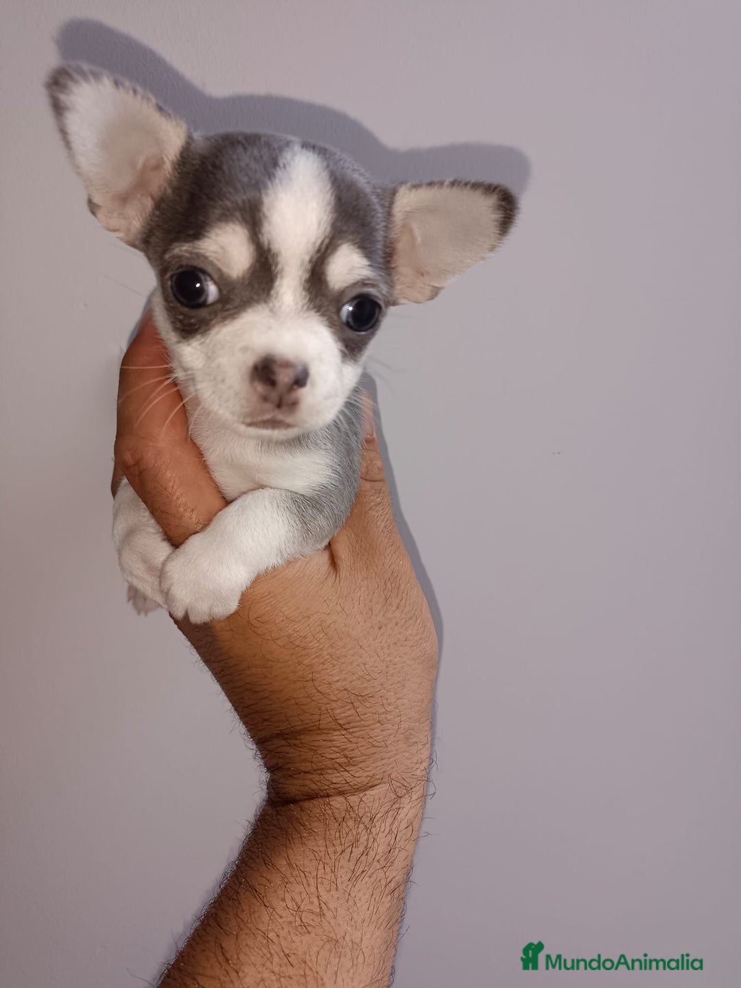 Chihuahua perros en venta: Chihuahua miniatura cabeza manzana  - Imagen 5