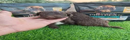 Perro de Agua Español perros en venta: Perro de agua en Sevilla  - Anuncio 7