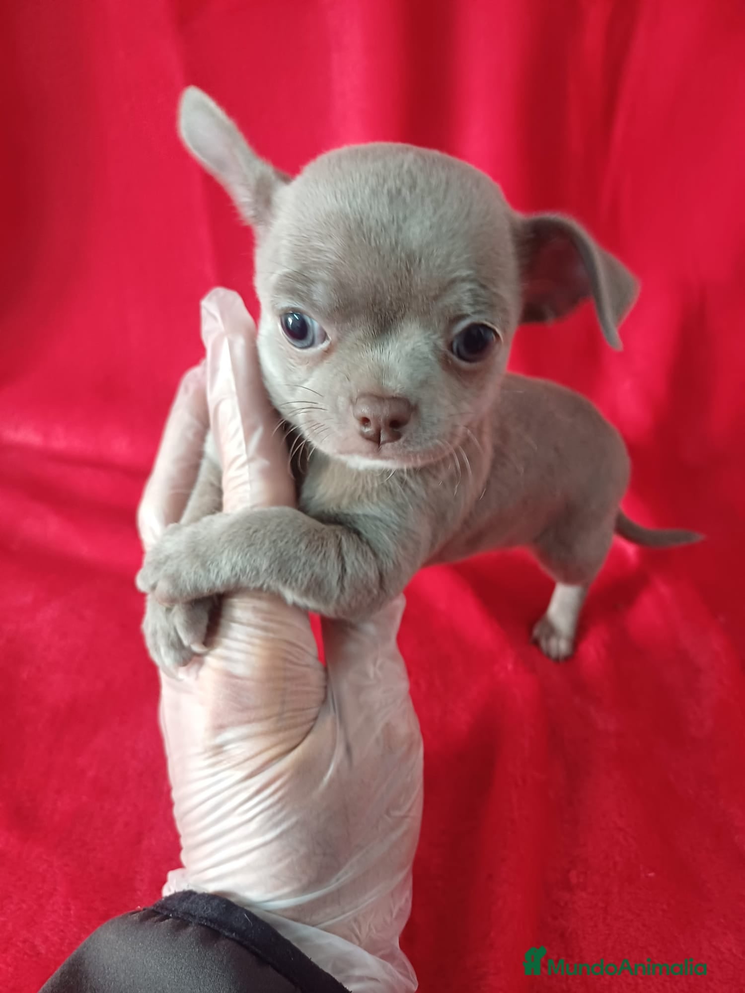 Chihuahua perros Chihuahua Mini  - Anuncio 36