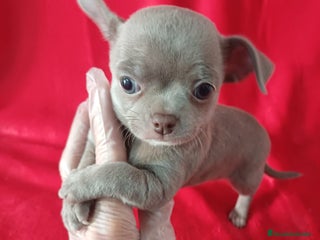 Chihuahua perros Chihuahua Mini - Anuncio 1