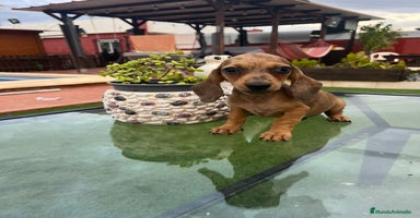 Teckel perros - Anuncio 6