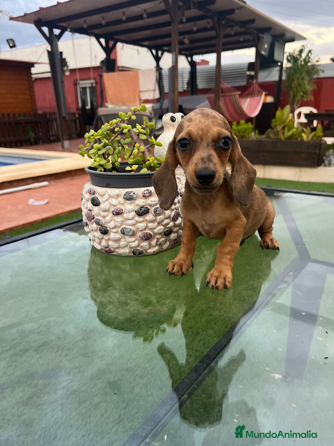 Teckel perros en venta: Teckel kanichen y mini - Imagen 2