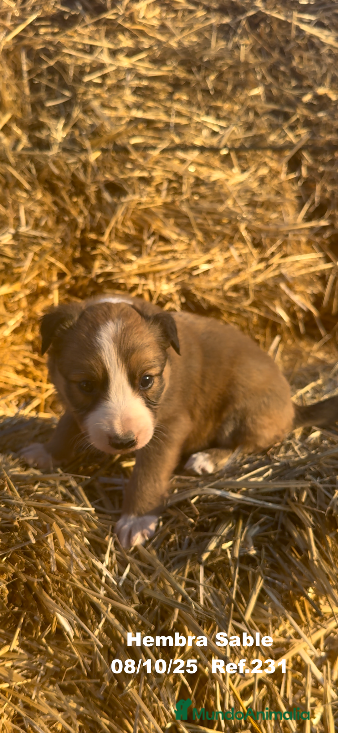 Border Collie perros en venta: BORDER COLLIE Sable Merle - Imagen 30