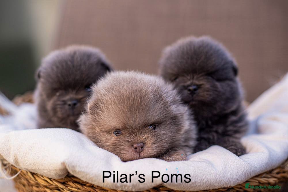 Pomerania perros en venta: Pomeranias exclusivos / alta selección  - Anuncio 1
