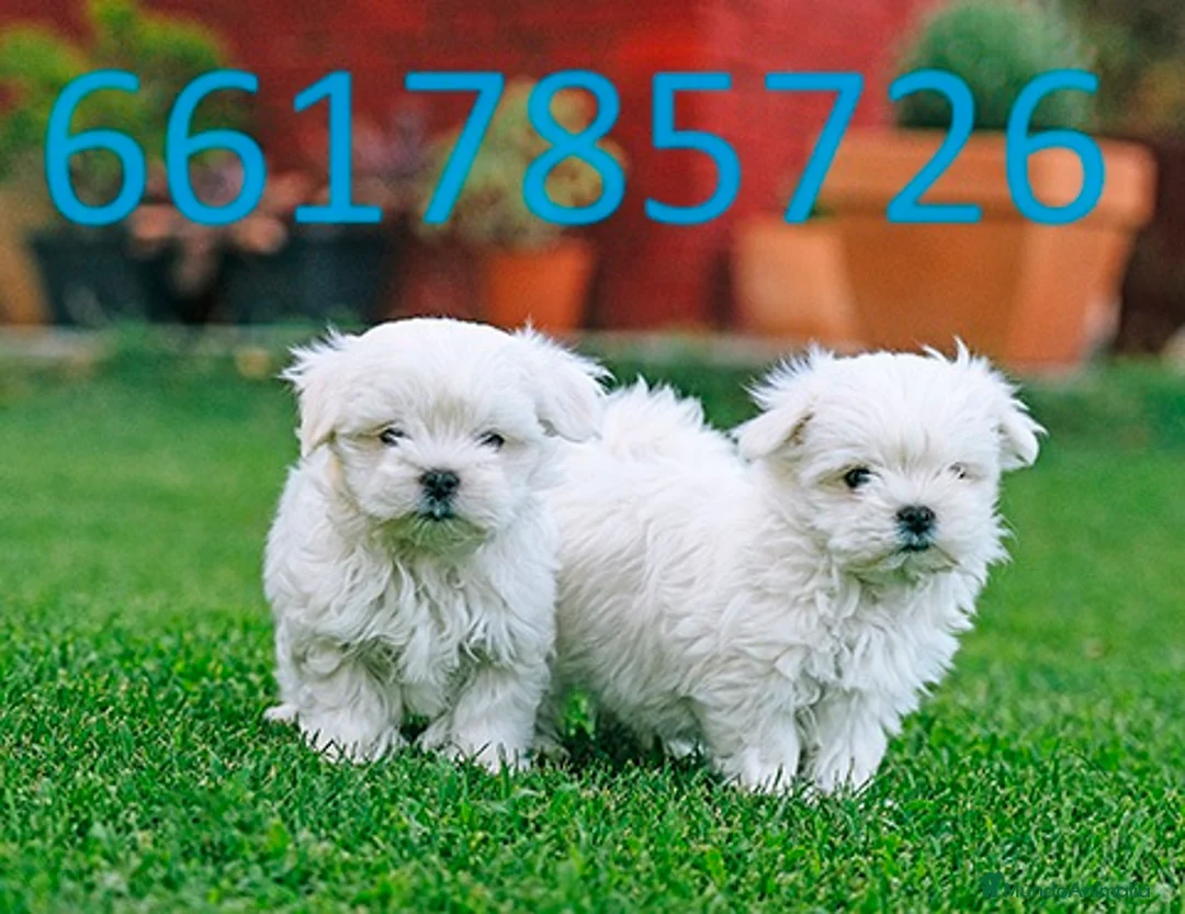 Bichón Maltés perros en venta: bichon maltes  en Cáceres - Anuncio 1