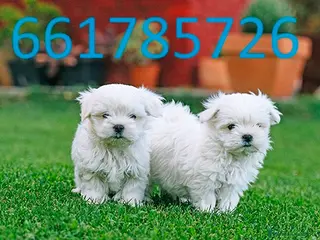 Bichón Maltés perros bichon maltes - Anuncio 1