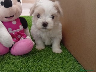 Bichón Maltés perros - Anuncio 2