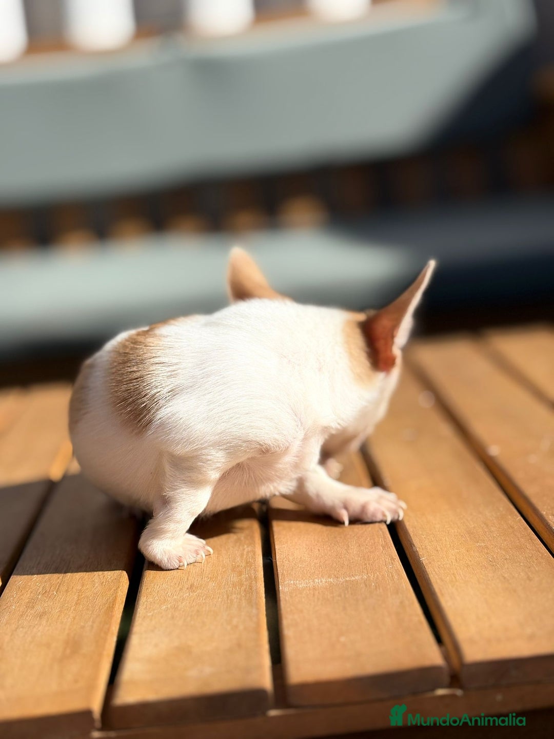 Chihuahua perros en venta: Chihuahua Toy Rusos - Imagen 23