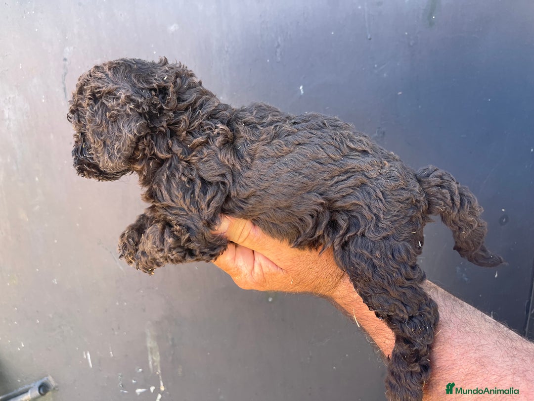 Perro de Agua Español perros en venta: Cachorros perro de agua español  - Imagen 10