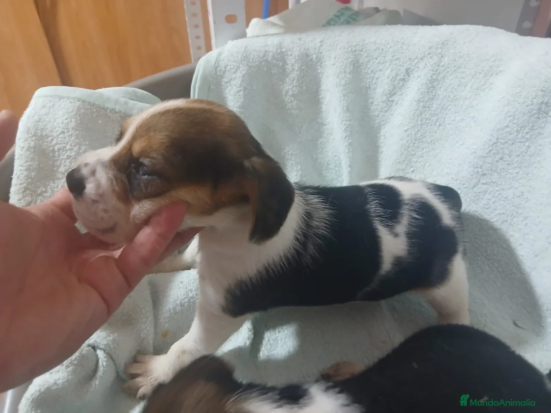 Beagle perros en venta: Beagle, Hembras - Anuncio 9